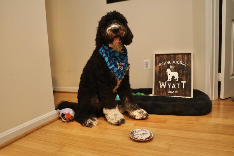 dog birthday cake petsmart
