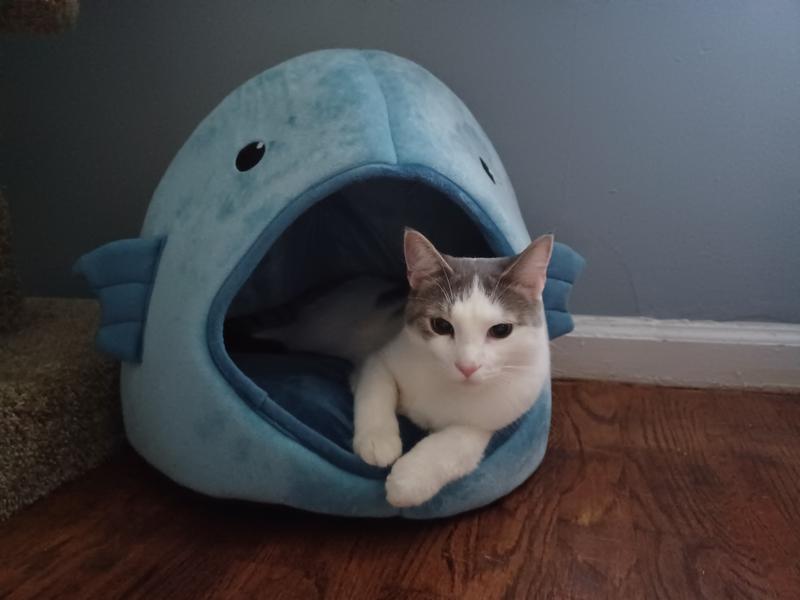 Fish shaped cat bed best sale