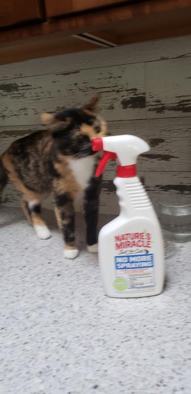 nature's miracle just for cats no more spraying