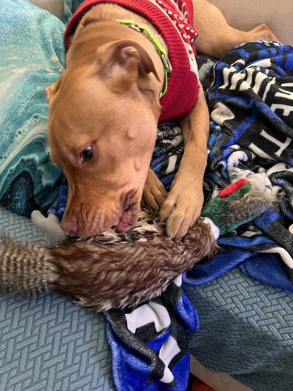 Joyhound® Crazy Comfy Realistic Pheasant Dog Toy - Plush, Squeaker