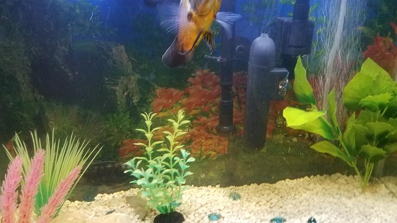 petsmart uv sterilizer