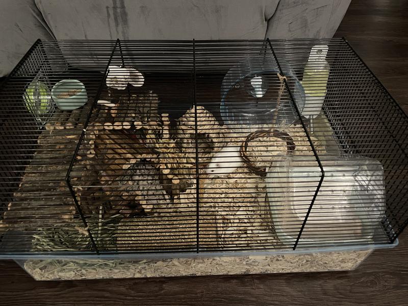 Hamster cage reviews sale