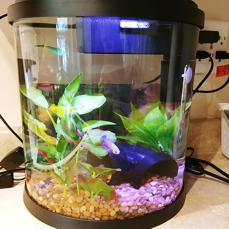 top fin 3.5 gallon enchant aquarium