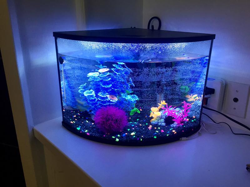 Petsmart 54 gallon corner aquarium sale