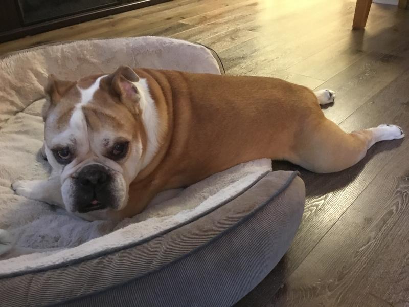 English bulldog food ratings best sale