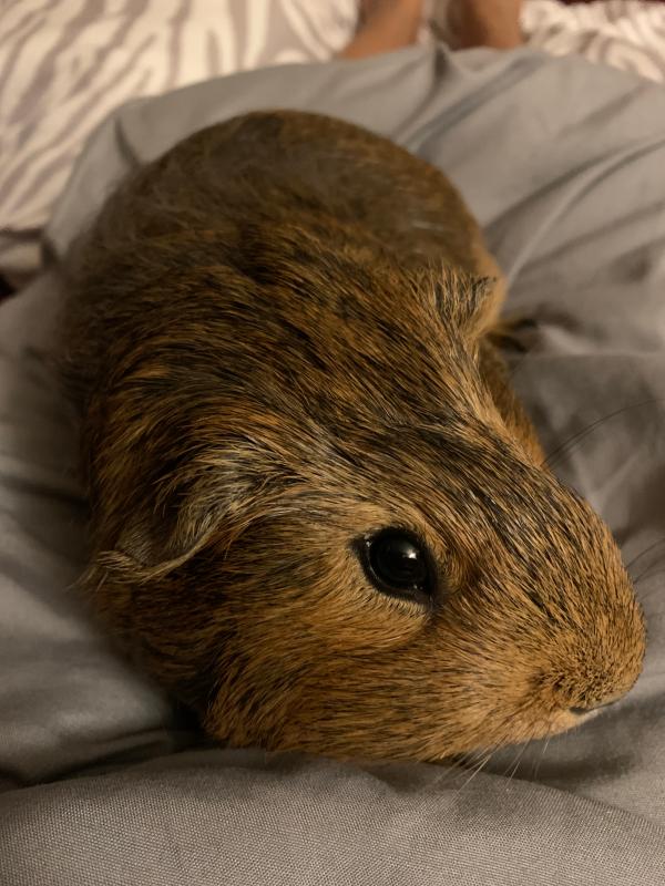 guinea pig for sale at petsmart