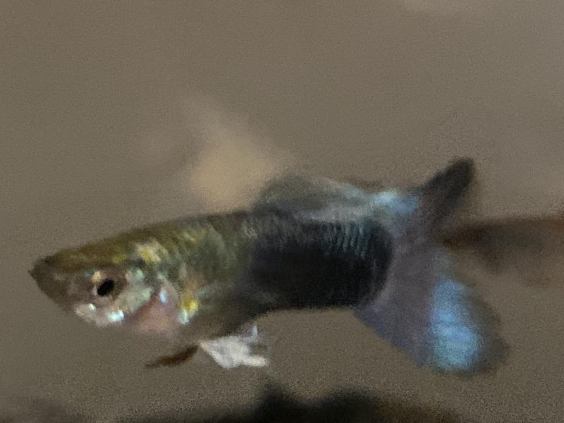 Guppies for sale petsmart best sale