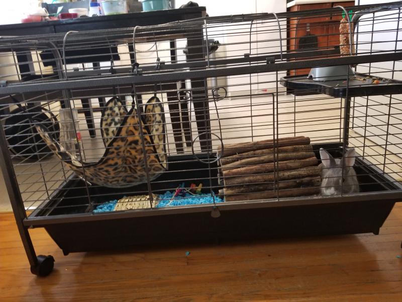 all living things luxury rabbit cage