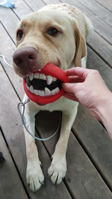 Gentle Leader Dog Headcollar