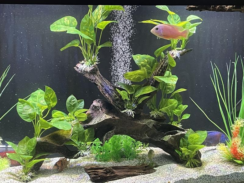 Top Fin® Massive Leafy Driftwood Aquarium Ornament