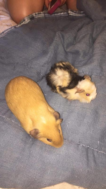 himalayan guinea pig for sale near me