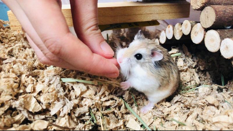 blueberry dwarf hamster for sale