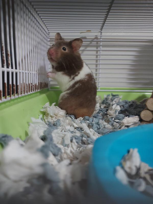 Short-Haired Hamster