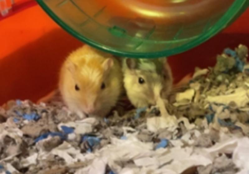 Gerbil toys petsmart best sale