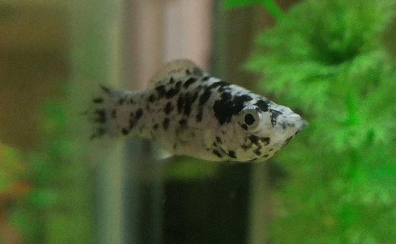 Dalmatian Molly