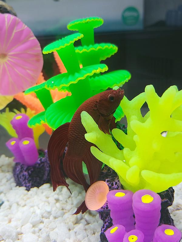 Top Fin Retreat Aquarium Fish Starter Kits Petsmart