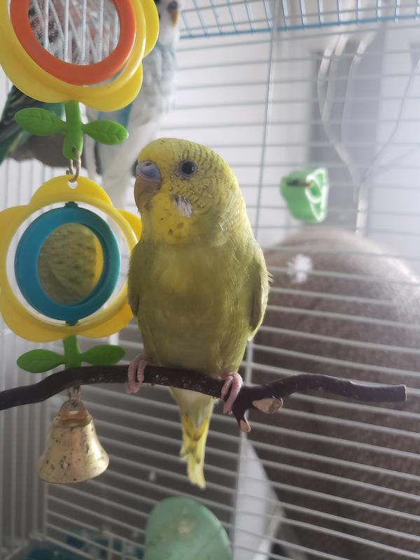 Fancy Parakeet