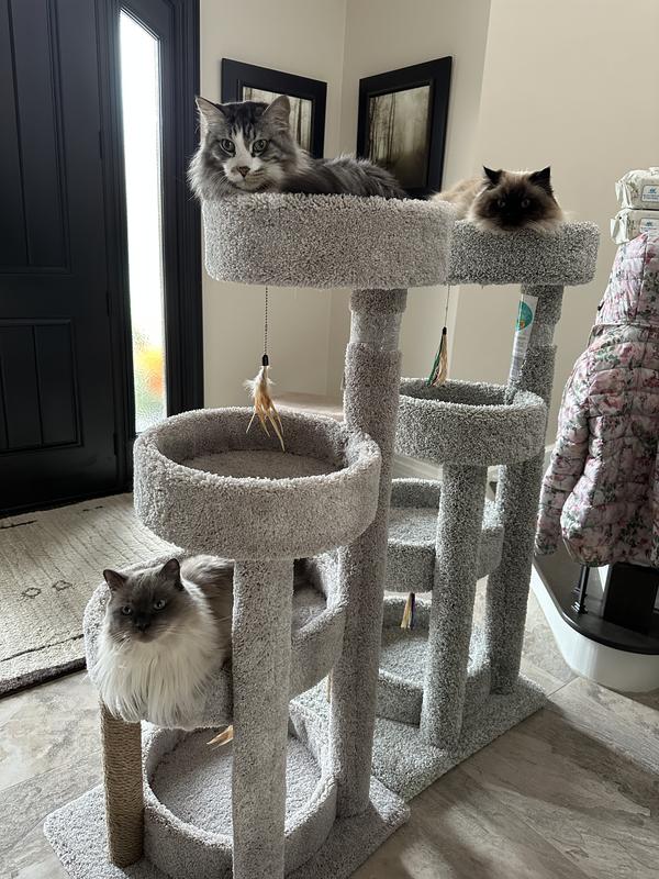 Cat tree petsmart canada best sale