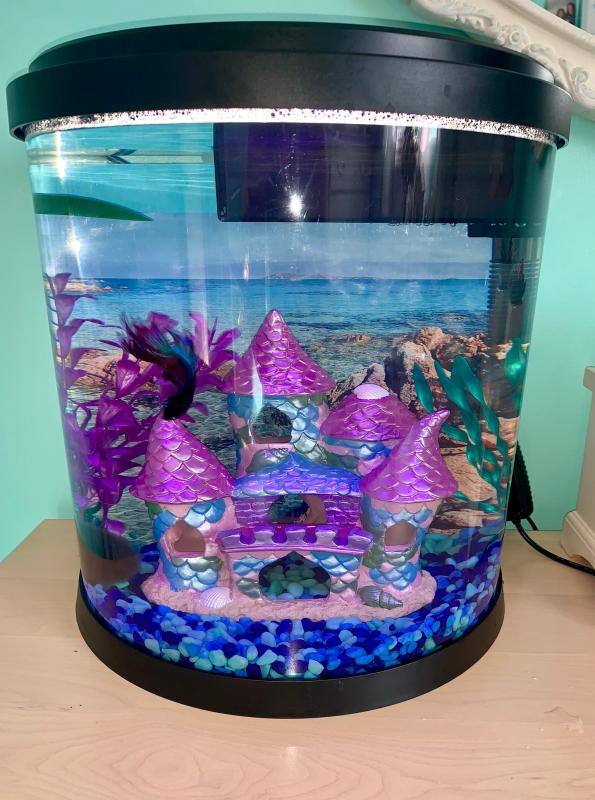 top fin 3.5 gallon enchant aquarium