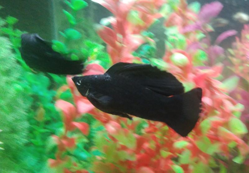 Molly fish petsmart hotsell