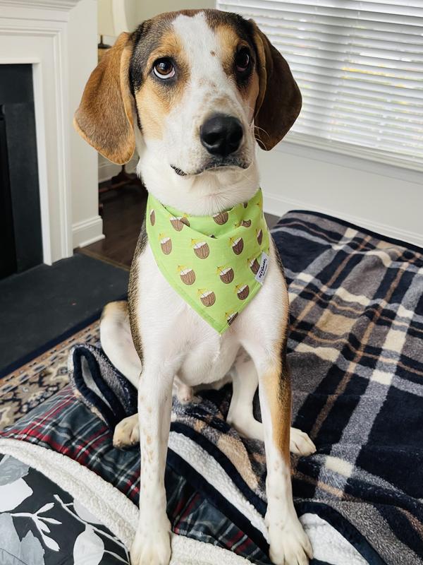 Petsmart perimeter outlet collar
