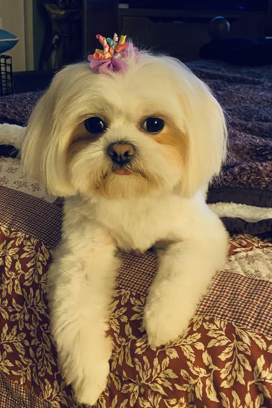 Petsmart grooming prices shih 2024 tzu