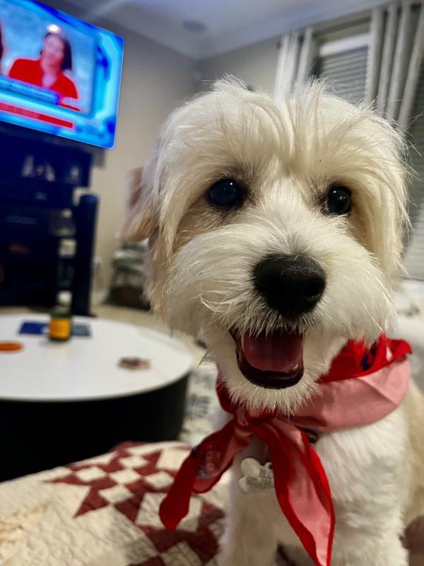 Petsmart grooming appointments sale