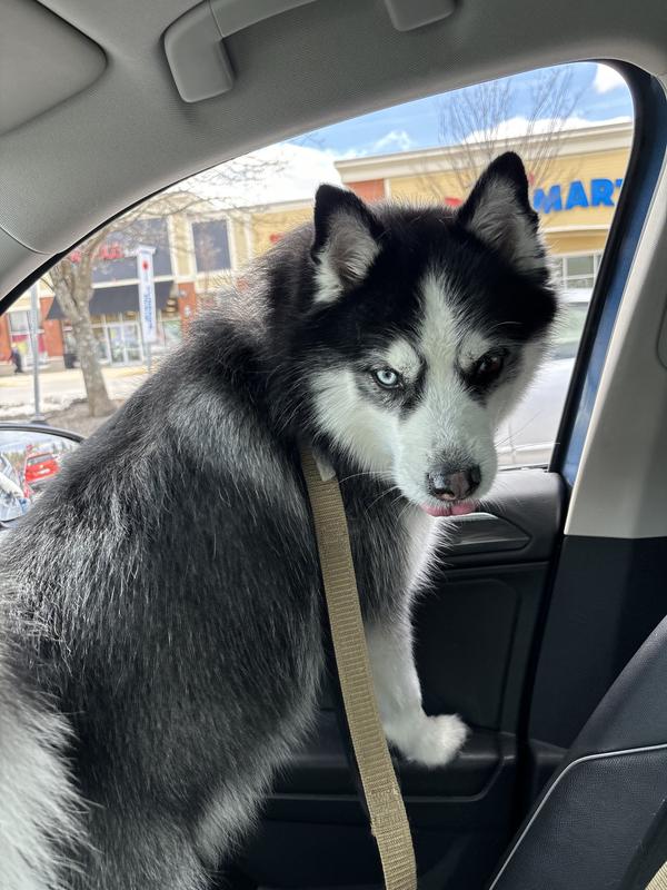 Petsmart husky best sale