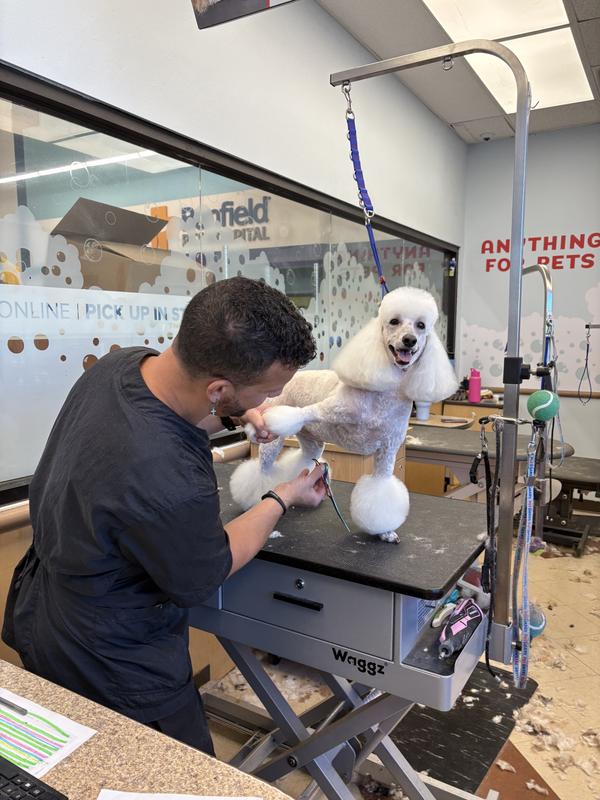 Petsmart Dog Grooming Training: Elevate Your Skills Today