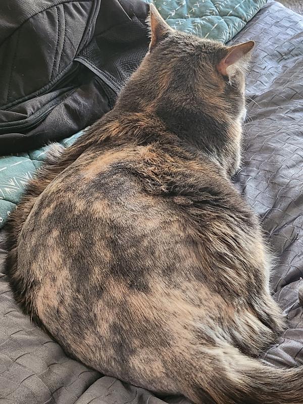 Does Petsmart Dog Grooming on Cats: What You Need to Know