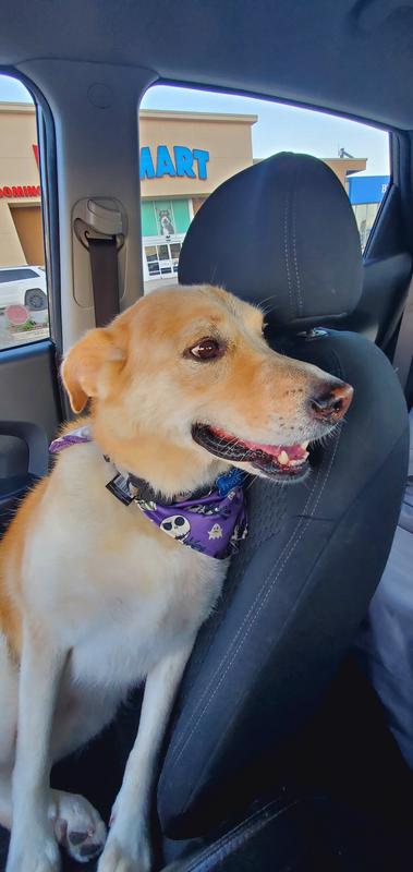 PetSmart Dog Training Chatham