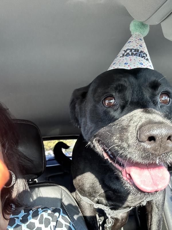 Petsmart party hat best sale