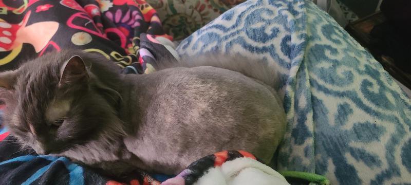 Does Petsmart Dog Grooming on Cats: What You Need to Know