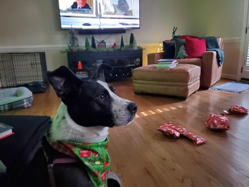 Petsmart clearance dog sitting