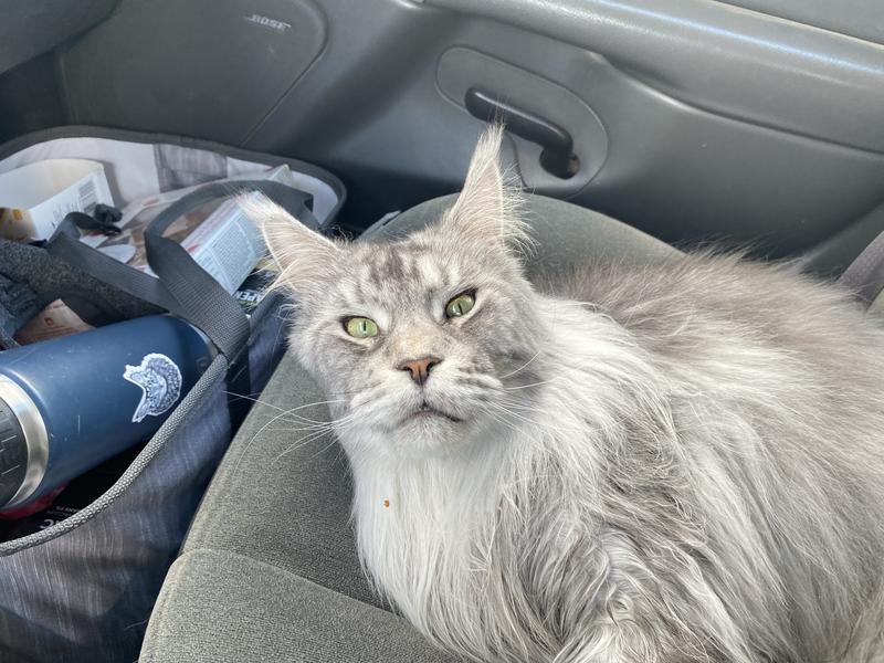 Does Petsmart Groom Cats: Ultimate Guide to Expert Cat Grooming