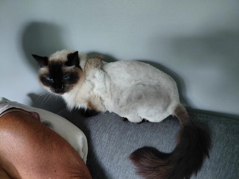 Will Petsmart Groom Cats: Ultimate Guide to Feline Grooming Services