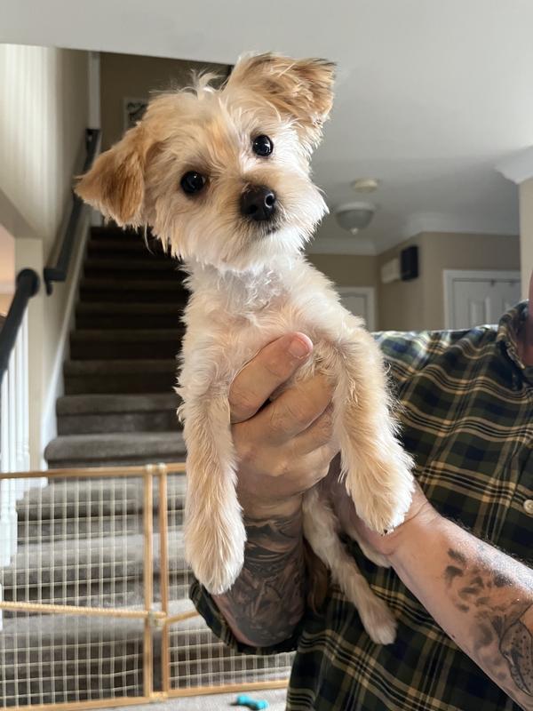 Petsmart stairs clearance