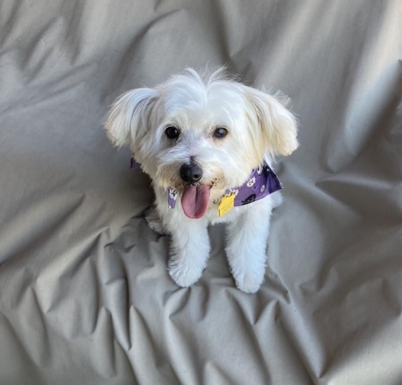 Dog Groomers Flower Mound Tx Best Flower Site