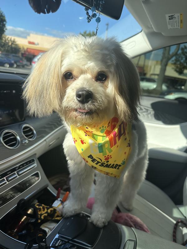 Dog grooming near me cheap petsmart