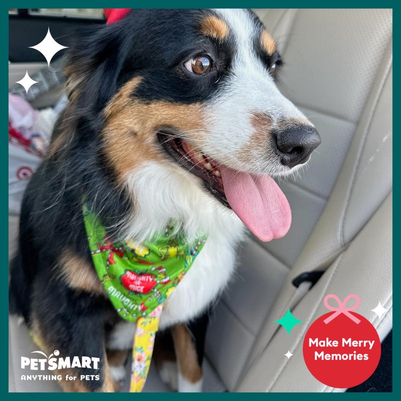 Petsmart bella terra store