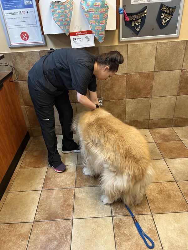 How Much Does Dog Grooming Cost at Petsmart: Unveiled