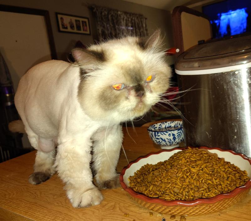 Will Petsmart Groom Cats: Ultimate Guide to Feline Grooming Services