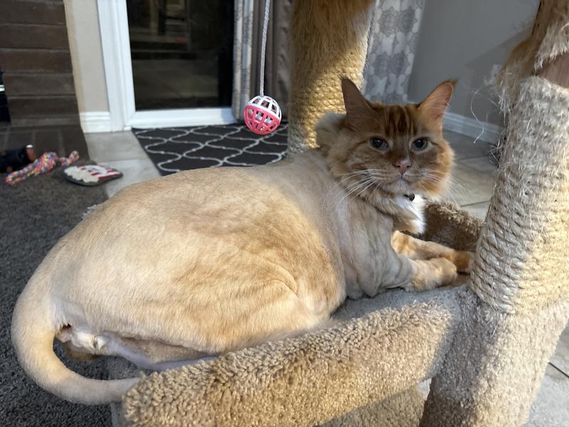 What Does Grooming at Cat at Petsmart Entail: Ultimate Care Guide