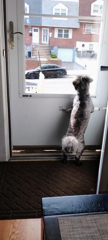 PetSmart Pet Grooming Locations Brookhaven Pennsylvania