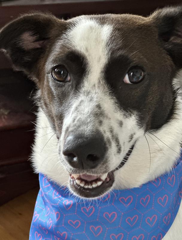 How Much to Groom a Cat at Petsmart: Affordable Pricing Guide