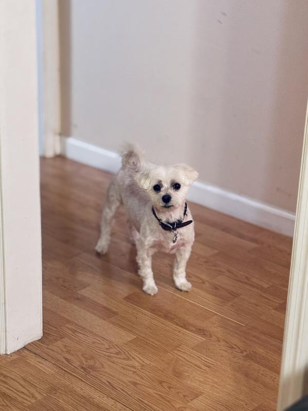 Does Oak Ridge Pets Mart Groom Cats? Expert Services Revealed!