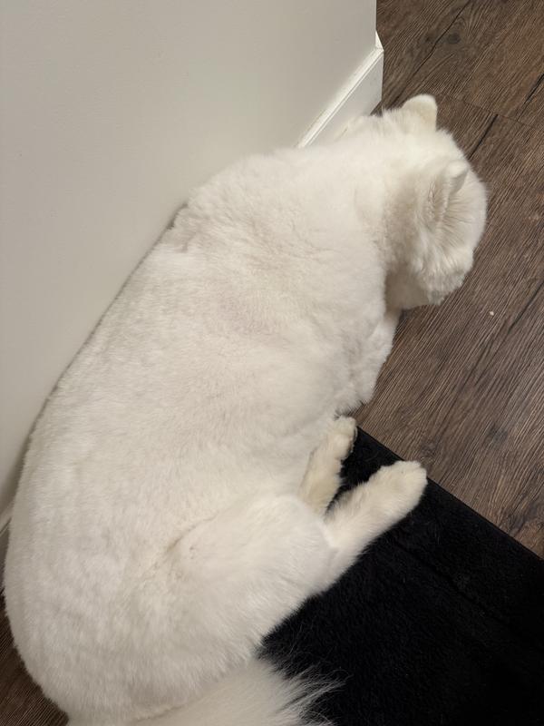 Does Petsmart Groom Cats: Ultimate Guide to Expert Cat Grooming