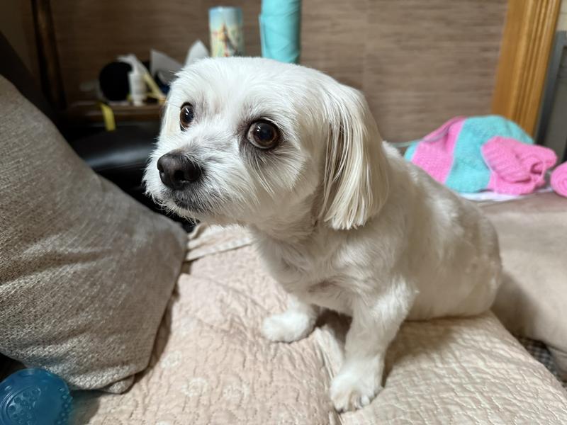 How Much Does Dog Grooming at Petsmart Cost: Affordable Rates Revealed
