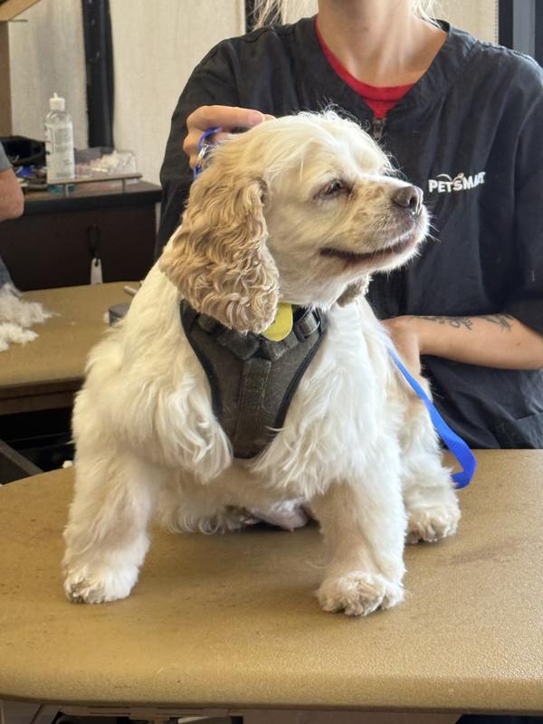 How Much Does Dog Grooming Cost at Petsmart: Unveiled Prices
