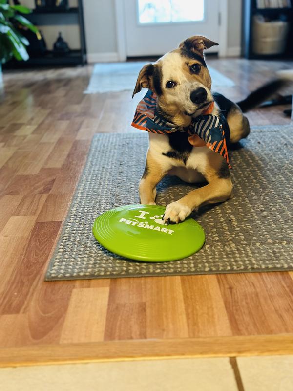 Dog sales frisbee petsmart